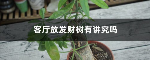 客厅放发财树有讲究吗，发财树风水摆放三不要