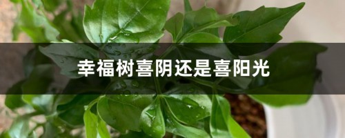 幸福树喜阴还是喜阳光，幸福树不见阳光可以吗