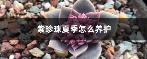 紫珍珠夏季怎么养护